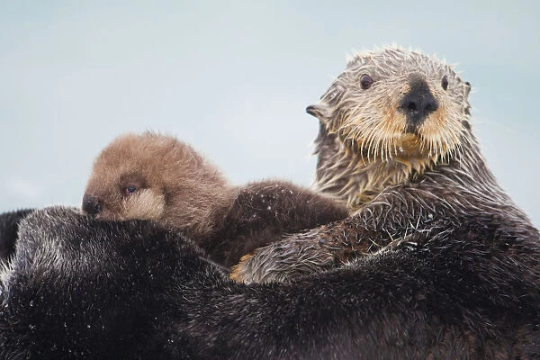 Sea Otter With Snow Covering Fur Holding Newborn Pup, Prince William Sound, Southcentral Alaska, Winter