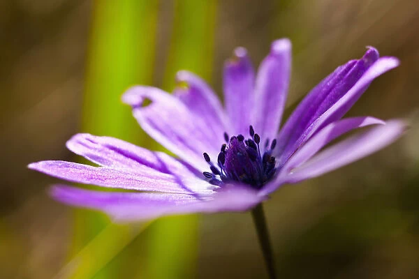 Anemone, Anemone heldreichi, Hortensis, Side view of mauve coloured flower growing outdoor showing stamen