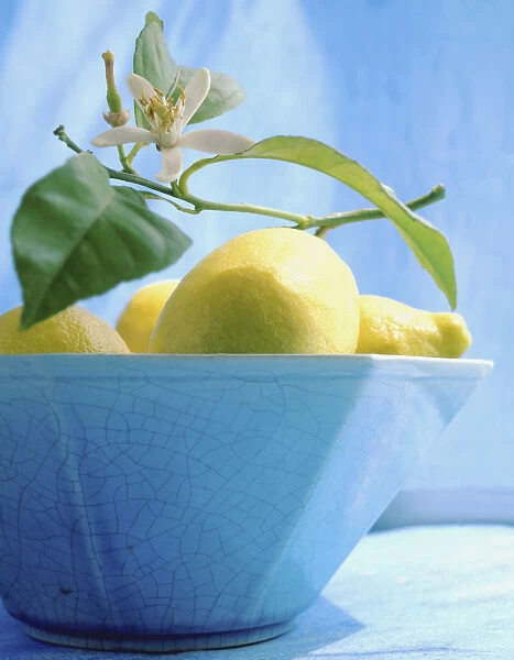 BA_0082A. Citrus limon. Lemon. Yellow subject. Blue b / g