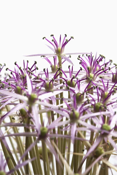 EJT_0067. Allium christophii. Allium. Purple subject. White background