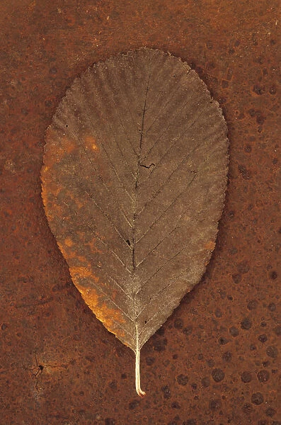 Whitebeam, Sorbus aria. Studio shot of brown autumn leaf of lying on rusty metal sheet