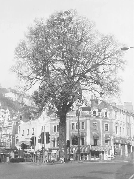 Abbey Place, Torquay in the 1960s showing the landmark elm which was felled in 1980