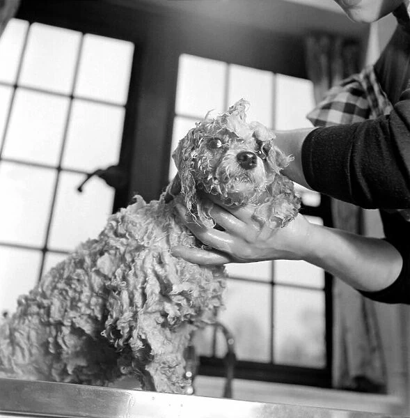 Bath night for 'Tommy'the miniature poodle is something of an endurance test