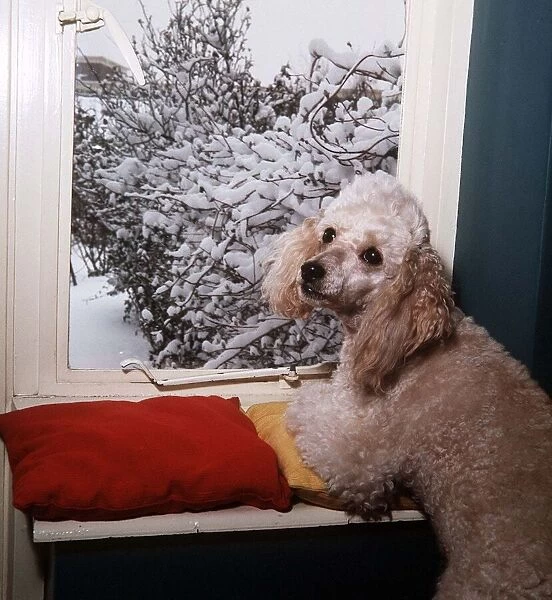 Bon Bon the Poodle - April 1965 owned by A Sidey mirror photographer