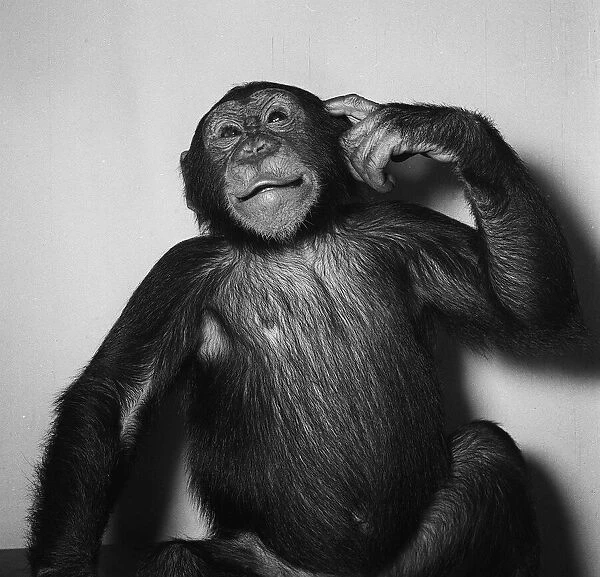 A Chimp 1955