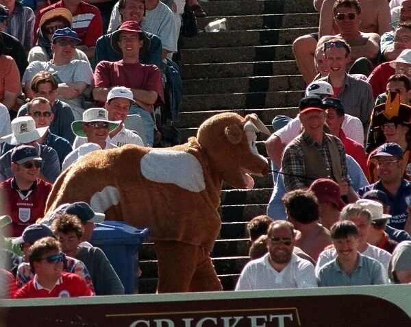 A pantomime cow at the fourth test at Headingley July 1997 The cow was rugby tackled by