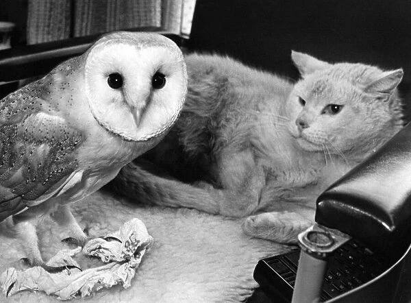Spotty the Barn Owl has a new frield in Mischief the cat