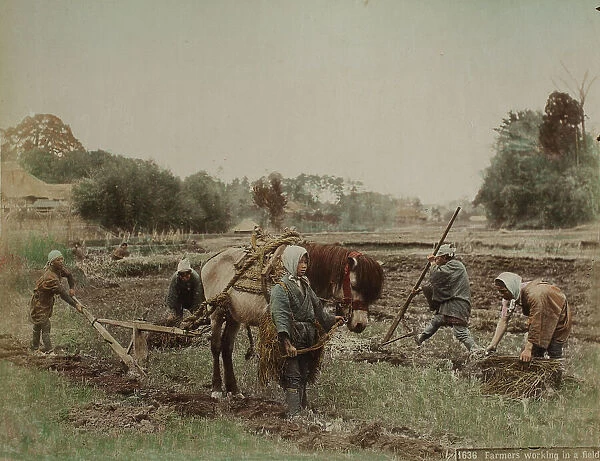 Japanese farmers at work in a field