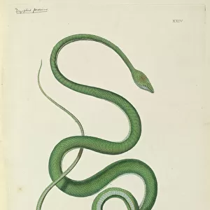 Ahaetulla prasina, Short-nosed vine snake