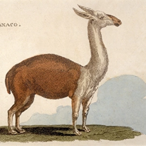 Animal / Llama / Guanaco