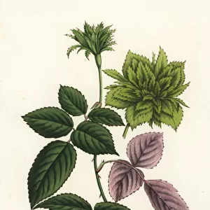 Bengal rose with green flowers, Rosa chinensis