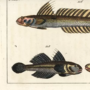 Black goby and highfin goby