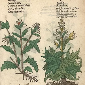 Blessed thistle, Carduus benedictus, and bear s
