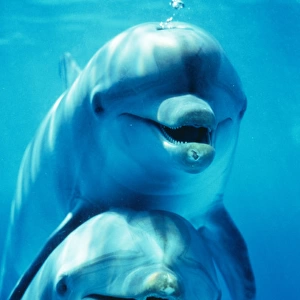 Bottlenose DOLPHIN - two, facing, one on top of the other