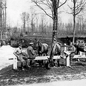 British cavalrymen with grazing horses, Western Front, WW1