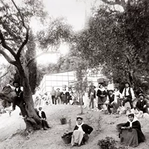 c. 1890s Greece Corfu - workers in an olive grove