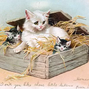 Cat and two kittens on a greetings postcard