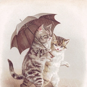 Two cats in the rain on a Christmas card