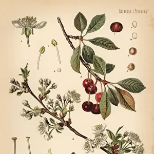 Cherry tree, Prunus cerasus