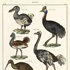 Dodo, kiwi, cassowary, ostrich and bustard
