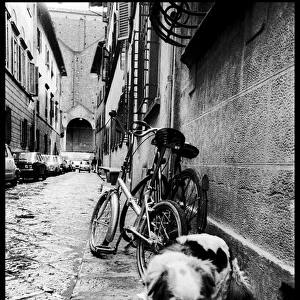 Dog bike alley, Florence, Italy