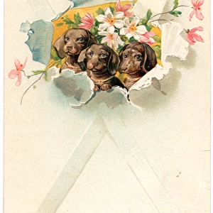 Three dogs with flowers on a greetings postcard
