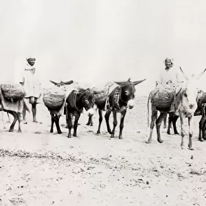 Donkeys laden with goods, on the beach Algeria