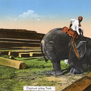 Elephant piling Teak - Myanmar