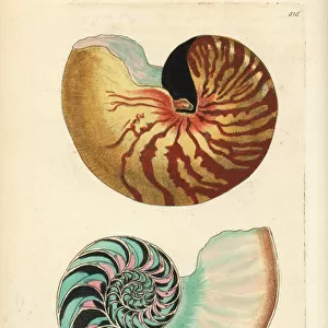 Emperor nautilus shell, Nautilus pompilius