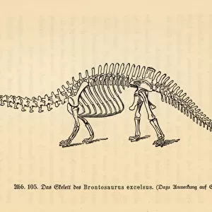Fossil skeleton of an extinct Brontosaurus excelsus