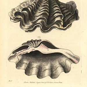 Giant clam, Tridacna gigas Vulnerable