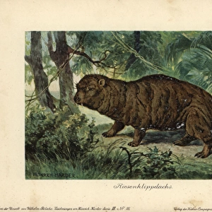 Giant Hyrax, Riesenklippdachs, extinct ancestor
