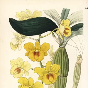 Golden-arch dendrobium, Dendrobium chrysotoxum