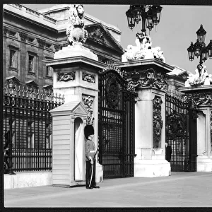 Guard / Buckingham Palace