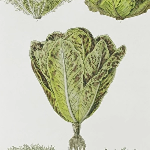 Lactuca sativa, lettuce