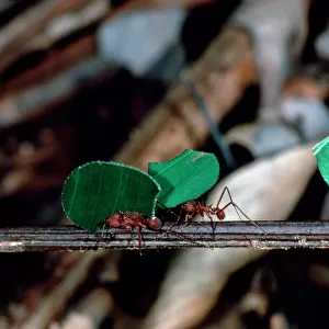 Leaf-cutter ants carrying pieces of leaf