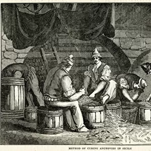 Method of curing anchovies in Sicily 1834