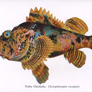 Nohu Omakah, Fishes of Hawaii
