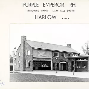 Photograph of Purple Emperor PH, Harlow, Essex