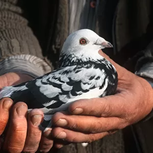 A pigeon fancier at the Tipton Racing Pigeon Club