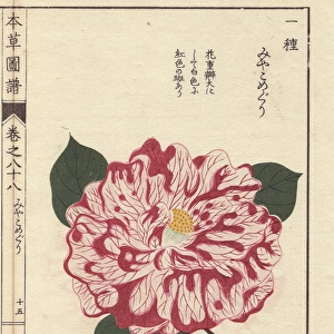 Pink and white camellia, Miyakomeguri, Thea