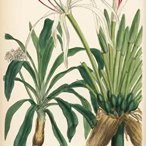 Poison bulb, Crinum asiaticum