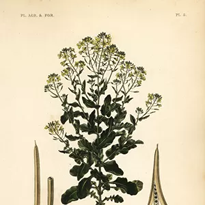 Polish canola or canola oil plant, Brassica rapa