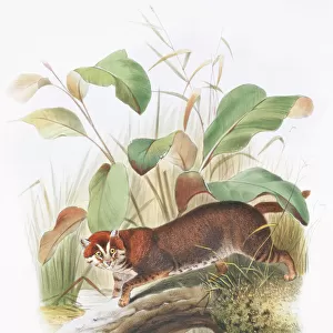 Prionailurus planiceps, flat-headed cat