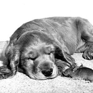 Spaniel and Mouse