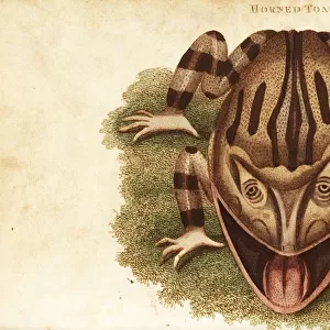 Surinam horned frog, Ceratophrys cornuta