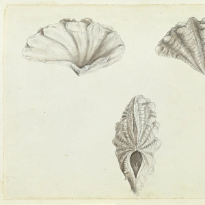 Tridacna maxima R�g, 1798, giant clam
