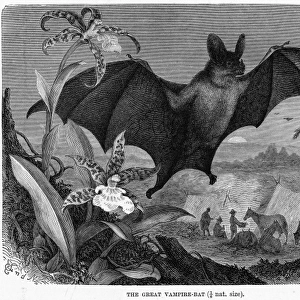 Vampire Bat - 2