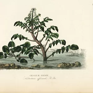 Watercress or yellowcress, Nasturtium officinale