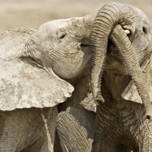 African Elephants - Juveniles Trunk-wrestling - Etosha National Park - Namibia - Africa